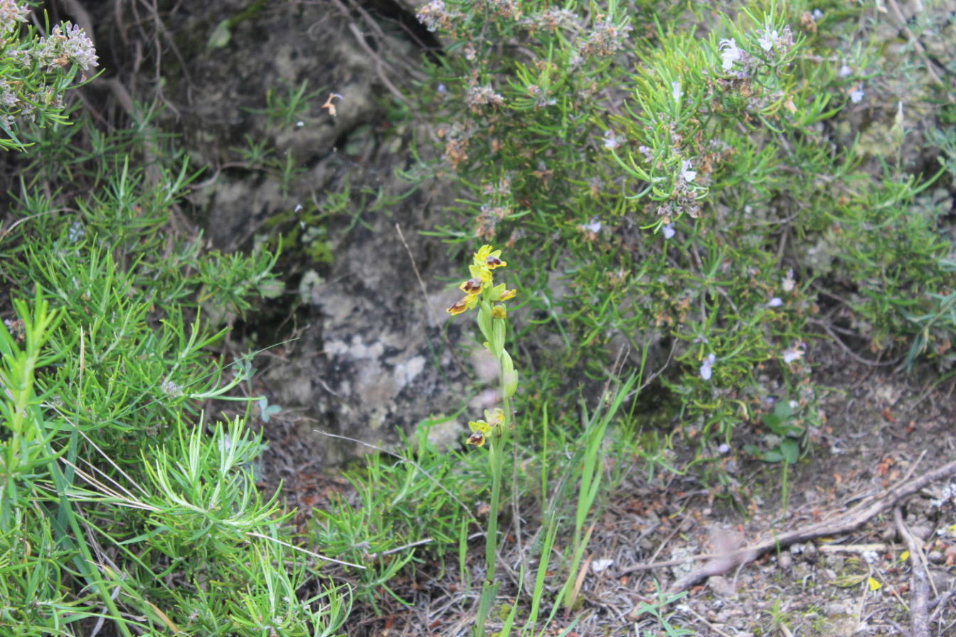 Ophrys lutea (strana) da determinare